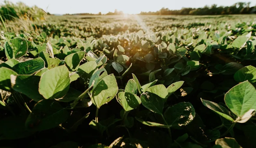 Veja lista de produtos do agro beneficiados por redução de tarifaço