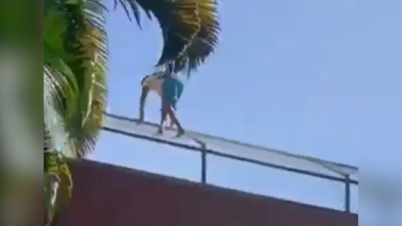  Veja momento em que leoa ataca homem que invadiu jaula em zoológico na PB